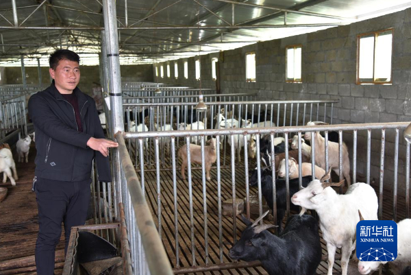 新春走基层丨大山“独臂羊倌”的新春愿望