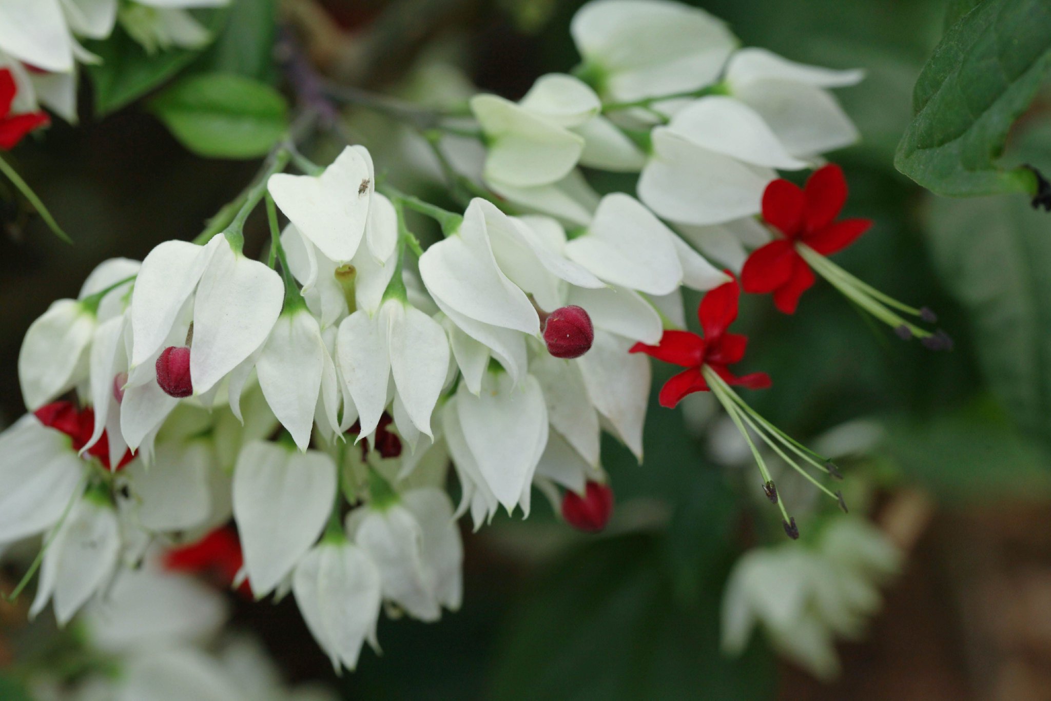 带"龙"字的植物:龙吐珠登高祈福,猜谜赢奖赏花之余,辰山植物园结合