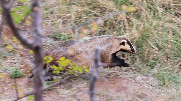 两男子非法狩猎狗獾等多只国家"三有"野生动物,被提起公诉