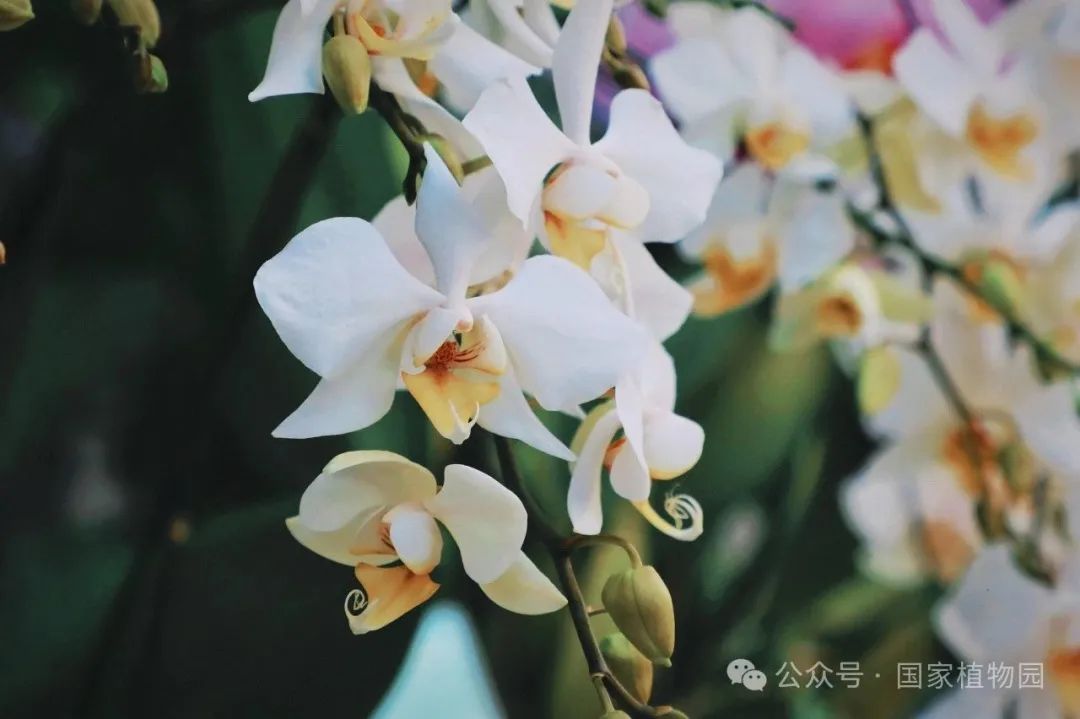 精品兰花亮相国家植物园第二届兰花展|卡特兰_新浪财经_新浪网