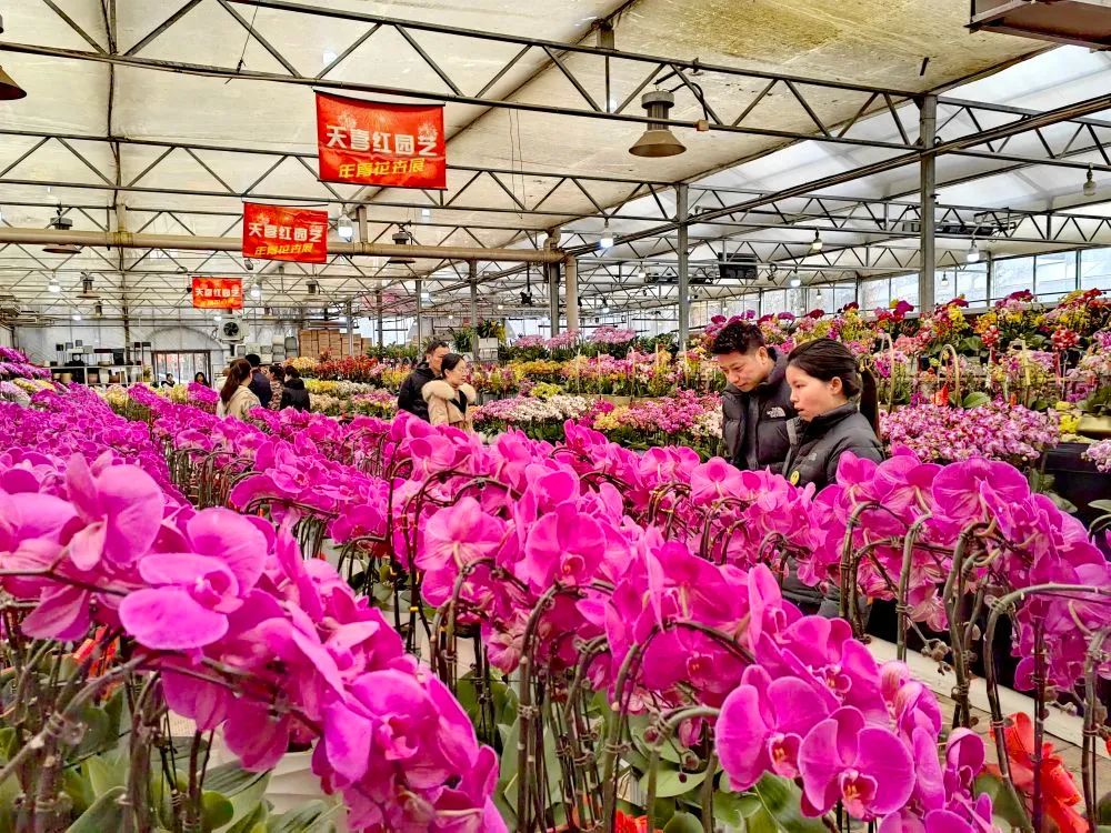 秦岭花世界集销售,体验,观赏,休闲于一体的北二环大明宫花卉市场,共有