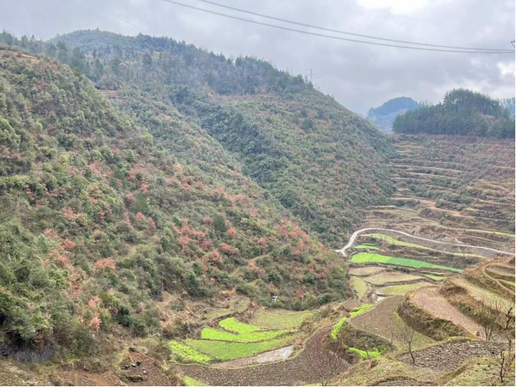 小时候放牛的山坡,已经长满了小树