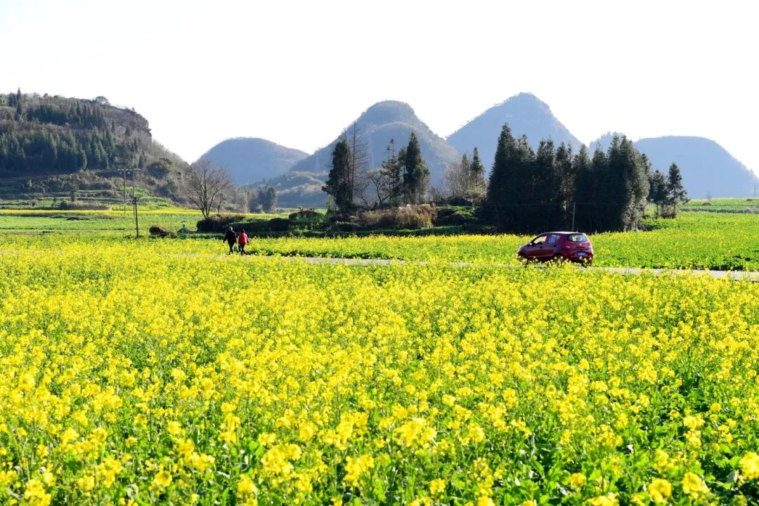 2024年1月30日,拍摄于罗平县板桥镇的油菜花田.毛虹 摄