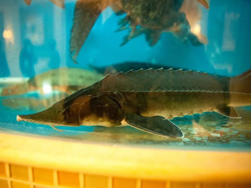 中华鲟鱼&nbsp;图源:cfp