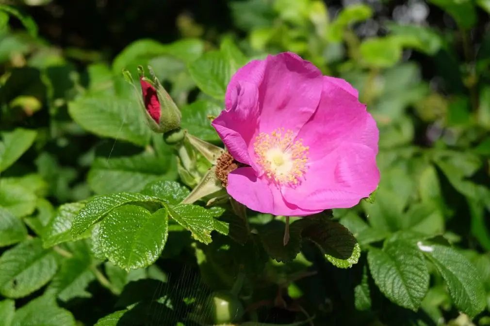 你收到的情人节玫瑰, 99% 都是假的|玫瑰_新浪财经_