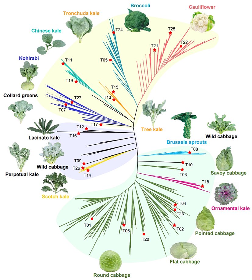 704份甘蓝群体材料的进化树及代表性材料图片.