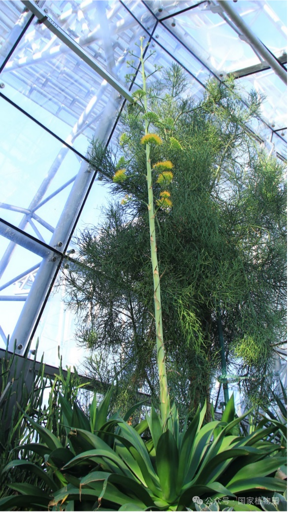 "龙"字植物贺龙年|贺龙_新浪财经_新浪网