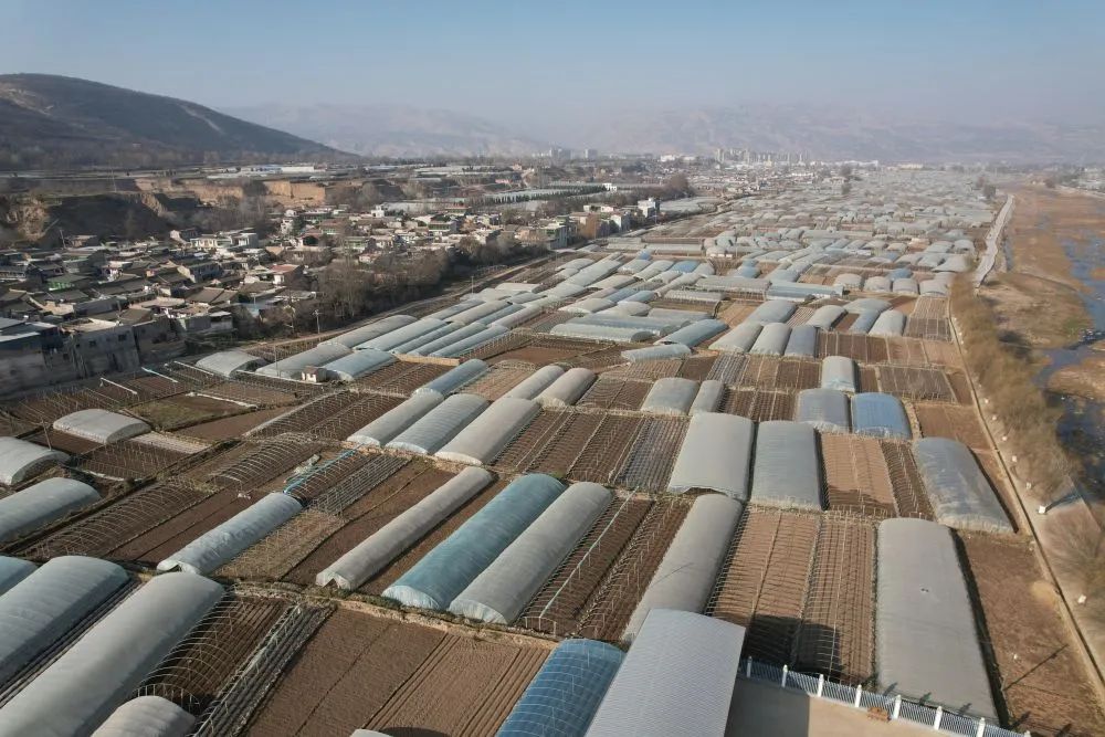 &nbsp; &nbsp; &nbsp; &nbsp;这是武山县洛门镇郭家庄村的蔬菜大棚(无