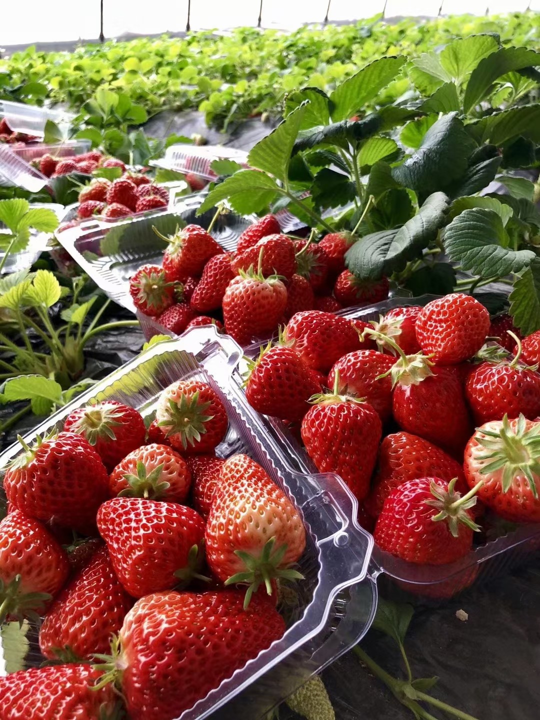 第五届昌平草莓节即将开启,2月24日来昌平乐多港逛大!