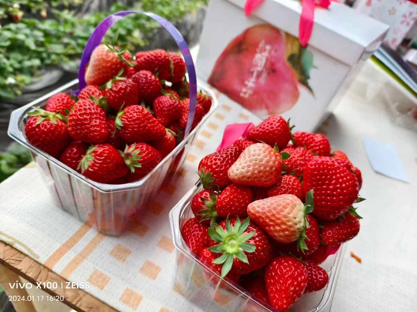 第五届昌平草莓节即将开启,2月24日来昌平乐多港逛大!