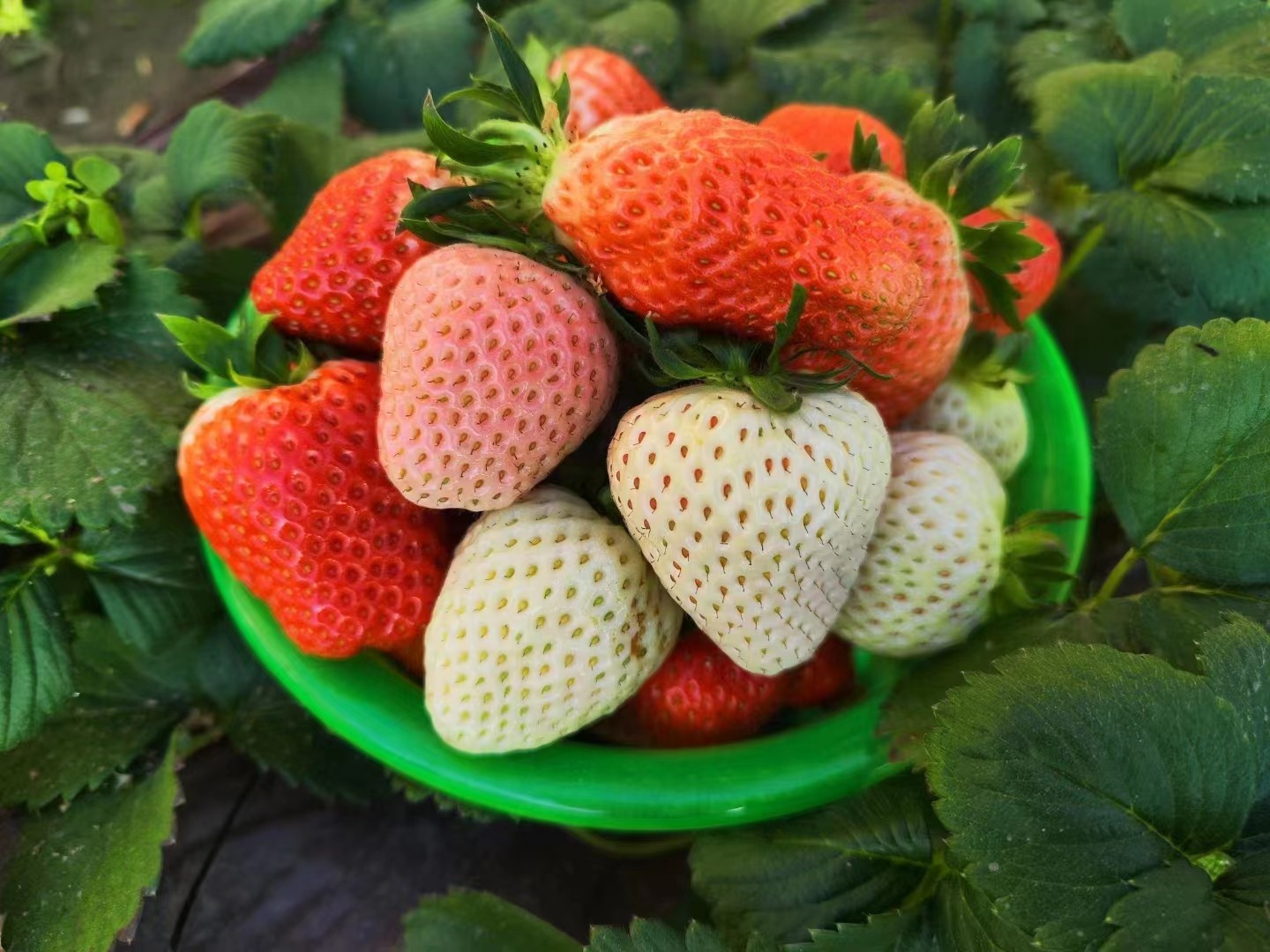 第五届昌平草莓节即将开启,2月24日来昌平乐多港逛大!