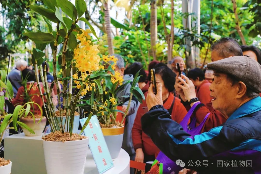 国家植物园精品兰花伴您欢度春节