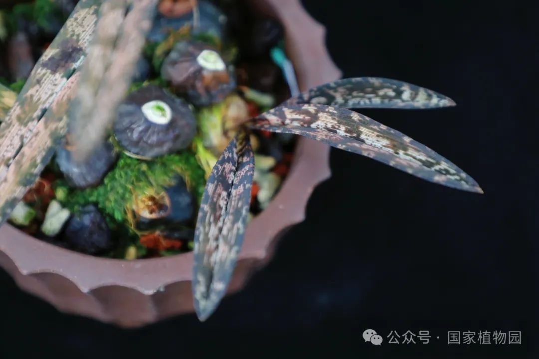 与此同时还有多种精品兰花共同亮相展区无论花型,花色还是花姿都有其