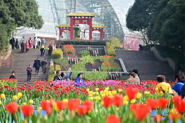 重庆南山植物园,市民游客前来赏花踏春欢度新春佳节.郭旭摄