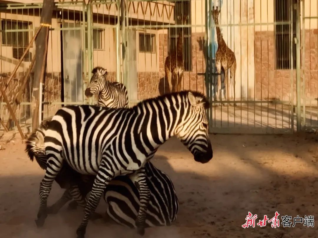 位于兰州市皋兰县忠和镇的兰州野生动物园内,游客可自驾车辆行驶在