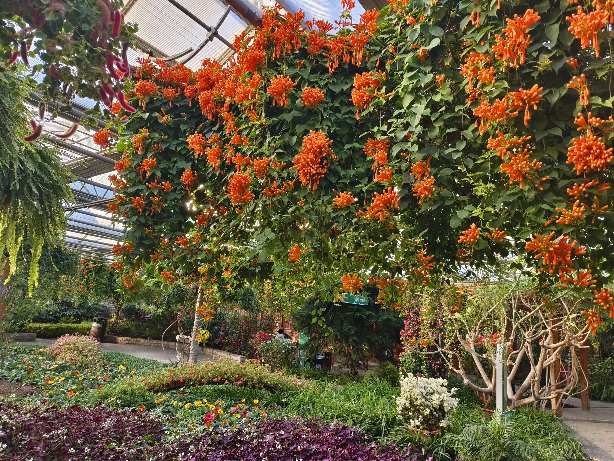 花开富贵庆新春 市民在世界花卉大观园赏花祈福过大年|瀑布_新浪财经