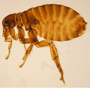 国家自然博物馆:与"龙"八杆子打得着的那些虫|恐龙__