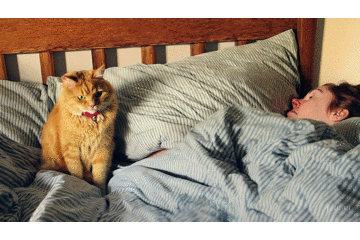 Sora生成的视频：一只猫叫醒了正在睡觉的主人。