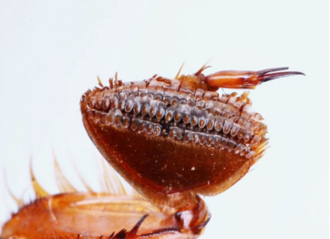 国家自然博物馆:与"龙"八杆子打得着的那些虫|恐龙__