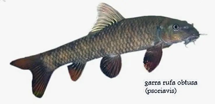 淡红墨头鱼肖像