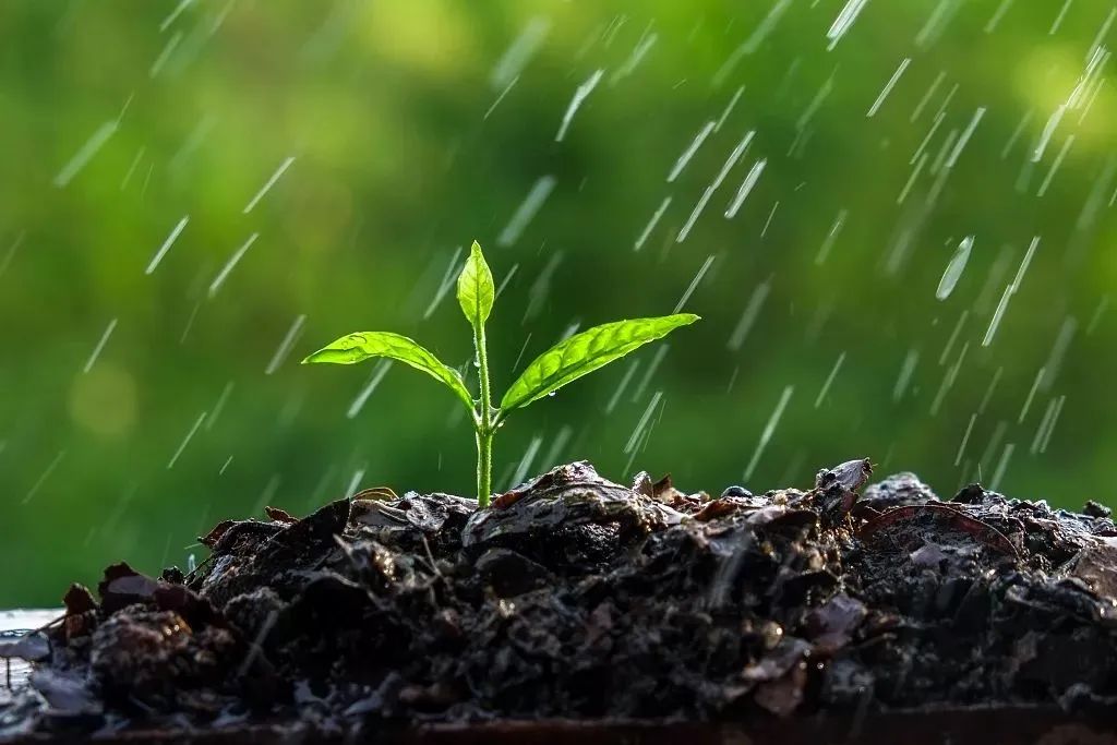 今日雨水 | 春风化雨万物生