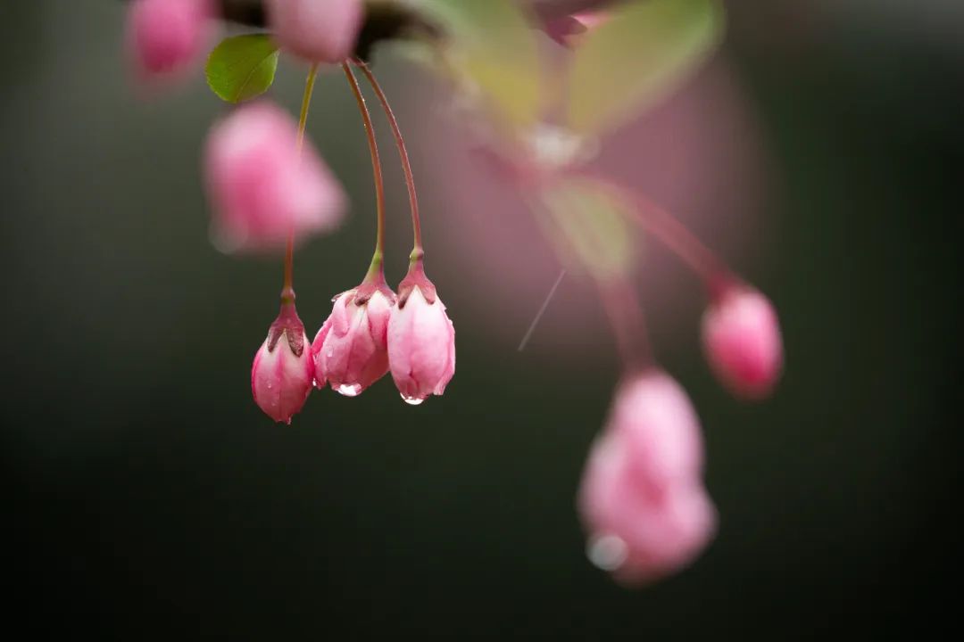 今日雨水丨春雨润泽万物生