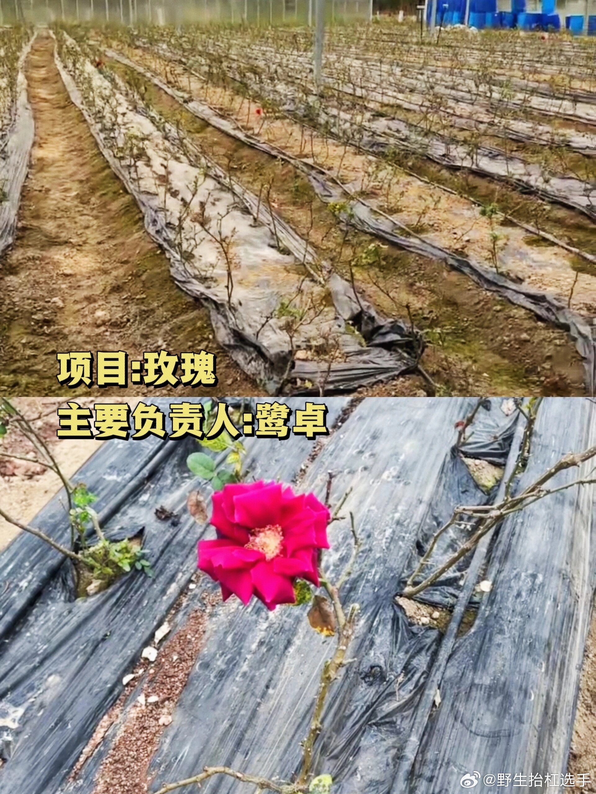 十个勤天种地吧第二季大棚项目不完全图解……|绿色|健康_新浪新闻
