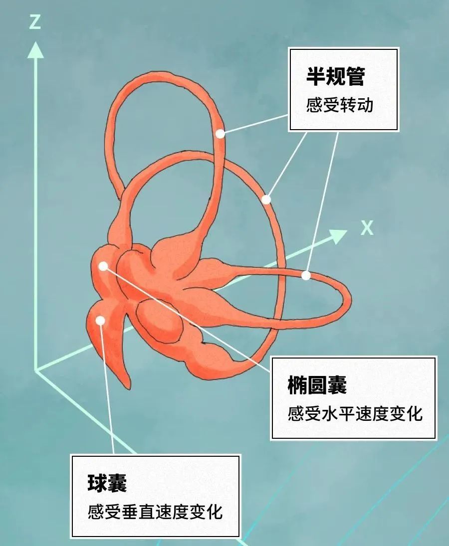 图源:好奇博士,丁香医生