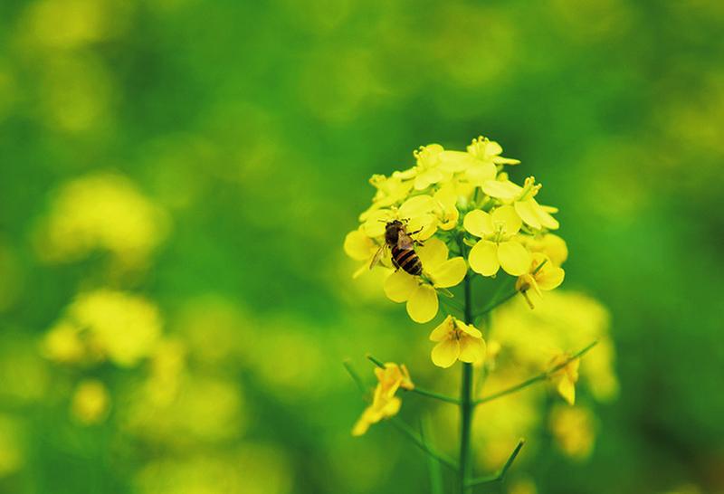 蜜蜂采蜜油菜花图片图片