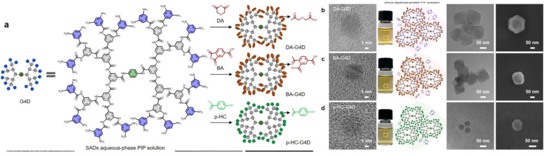 图 | 自组装树枝状大分子水相 PIP 溶液的制备和表征（来源：Nature Communications）