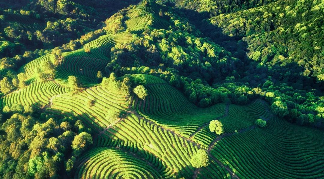 还坐落着"古六大茶山",自清朝时便是京城贡茶的生产地,以及云南茶叶