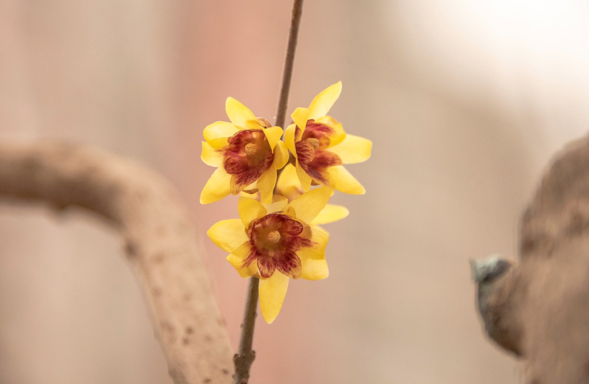昌平雪中腊梅,傲然绽放!_新浪财经_新浪网