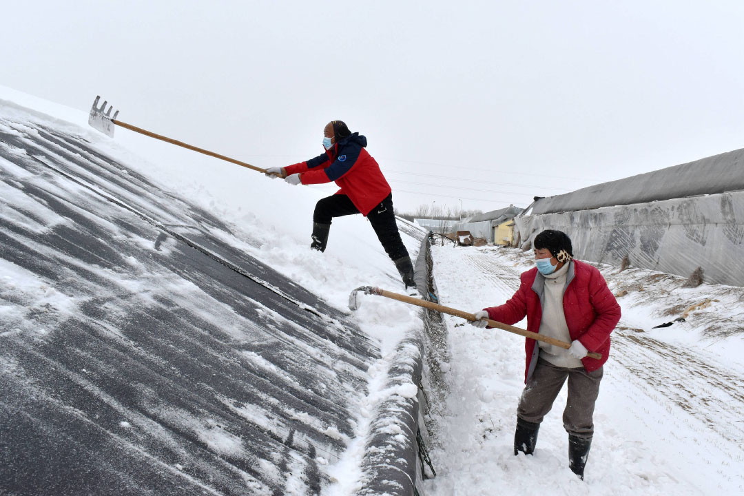 2024年2月21日,山东省滨州市,滨城区杨柳雪镇的农民在清理蔬菜大棚上