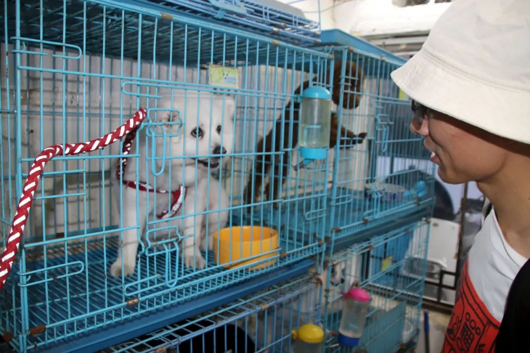 宠物寄养乱象频出,需尽快建立行业标准 | 新京报快评