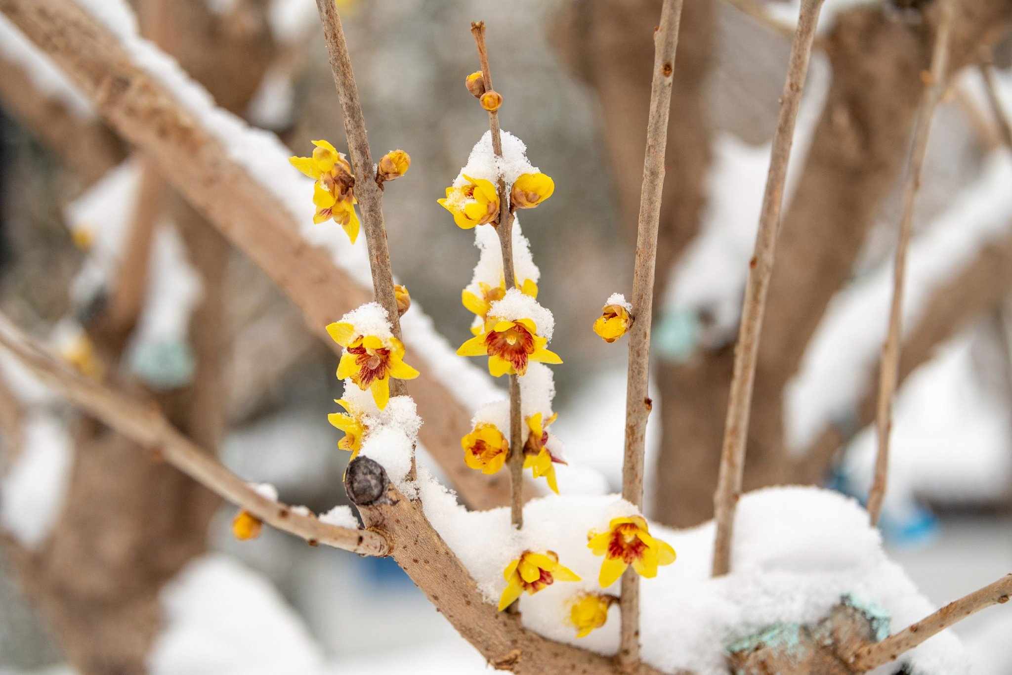 昌平雪中腊梅,傲然绽放!_新浪财经_新浪网