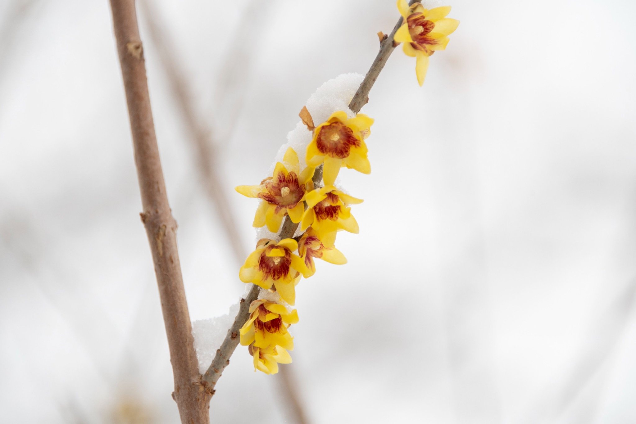 昌平雪中腊梅,傲然绽放!_新浪财经_新浪网