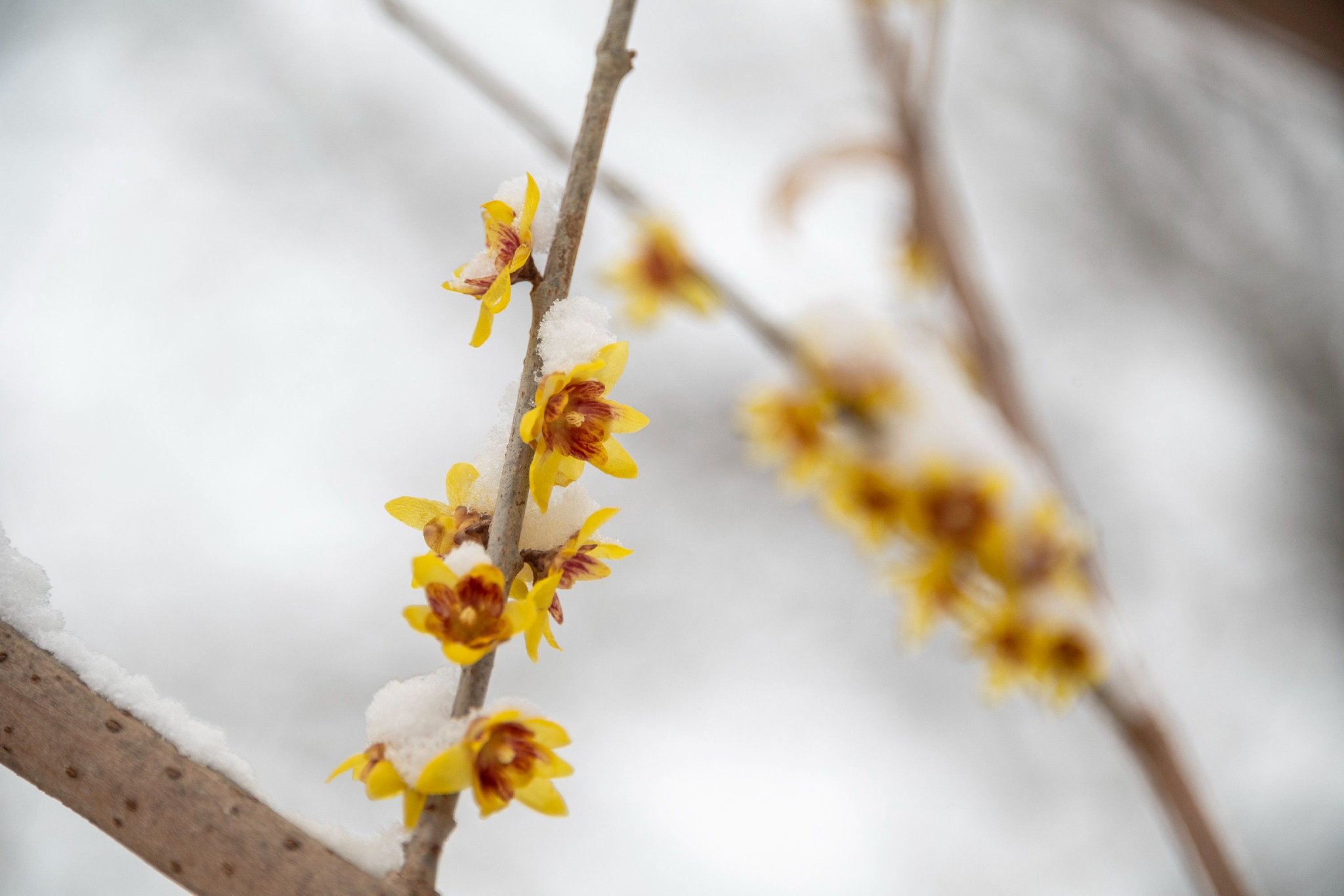 昌平雪中腊梅,傲然绽放!_新浪财经_新浪网