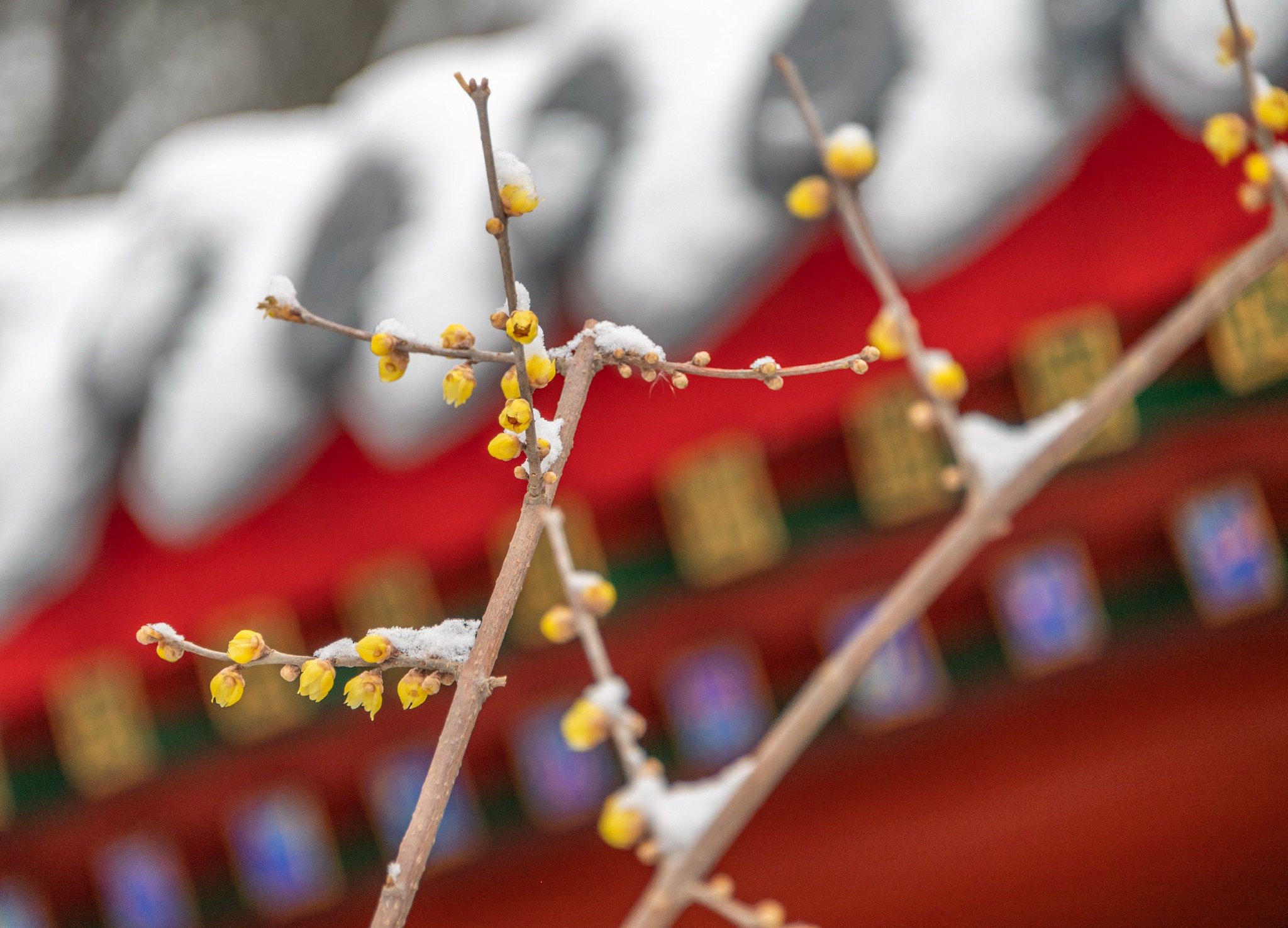 昌平雪中腊梅,傲然绽放!_新浪财经_新浪网