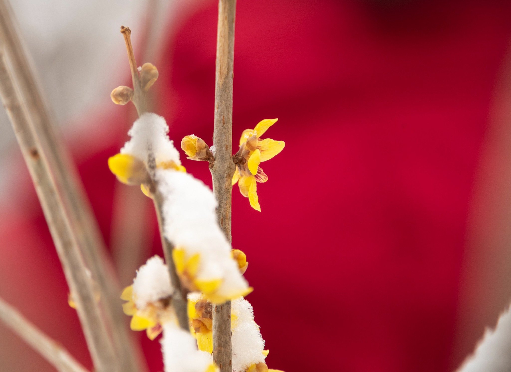 昌平雪中腊梅,傲然绽放!_新浪财经_新浪网
