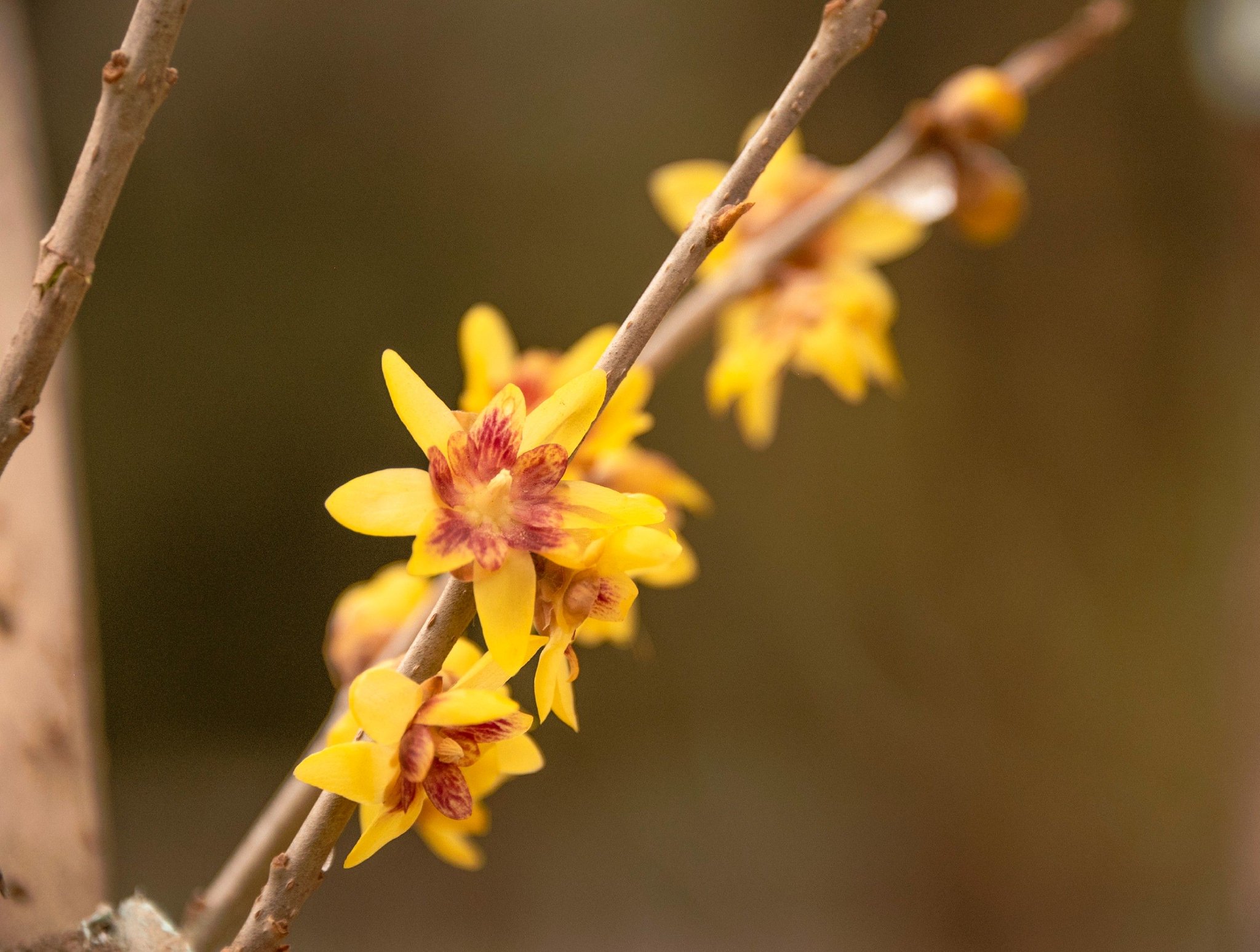 昌平雪中腊梅,傲然绽放!_新浪财经_新浪网