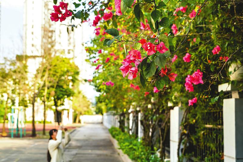 春暖花開 大美校園|南寧市_新浪財經_新浪網