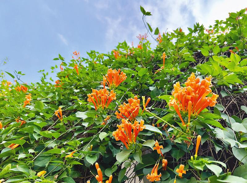 一朵朵橙红色的小花点缀枝丫,像一串串鞭炮,为校园增色不少