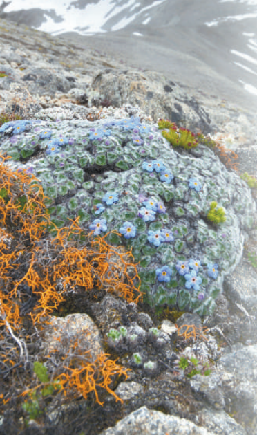 云南省德钦县白马雪山高山冰缘环境中的植物群落.受访者供图