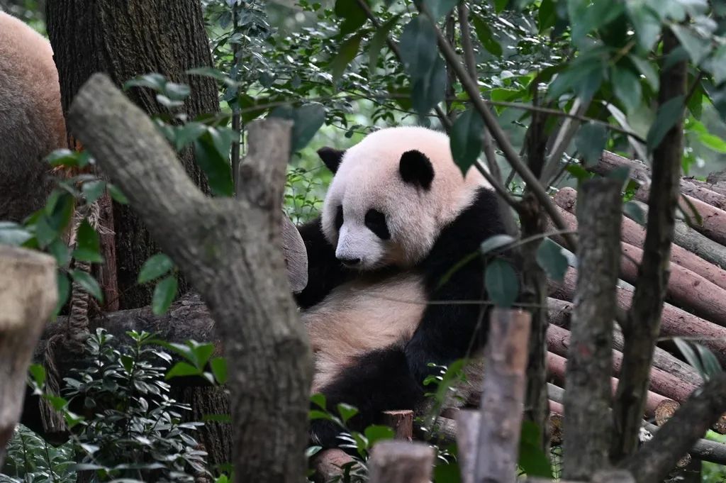 除夕夜熊猫"花花"被遗忘外场,官方:饲养员被解雇
