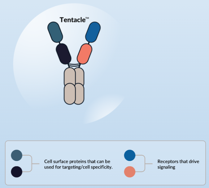 ▲Tentacles平台示意图（图片来源：Tentarix Biotherapeutics公司官网）