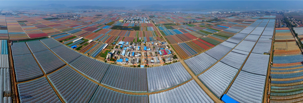 蒙自市草坝现代农业基地 胡艳辉 摄