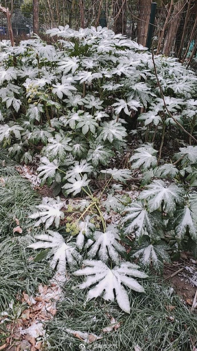 上海今晨又见飘雪,你拍到了吗?