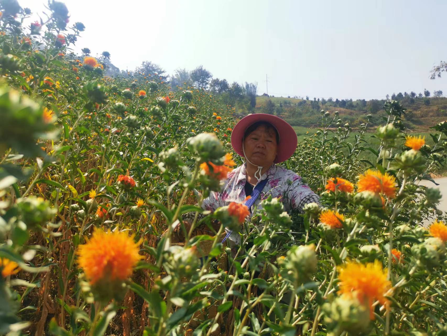 云南永德:万亩红花好采摘