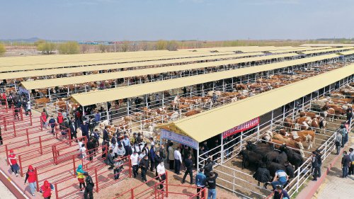 内蒙古科右中旗鸿安大庙牛羊交易市场让农牧民买牛有"超市",卖牛有"