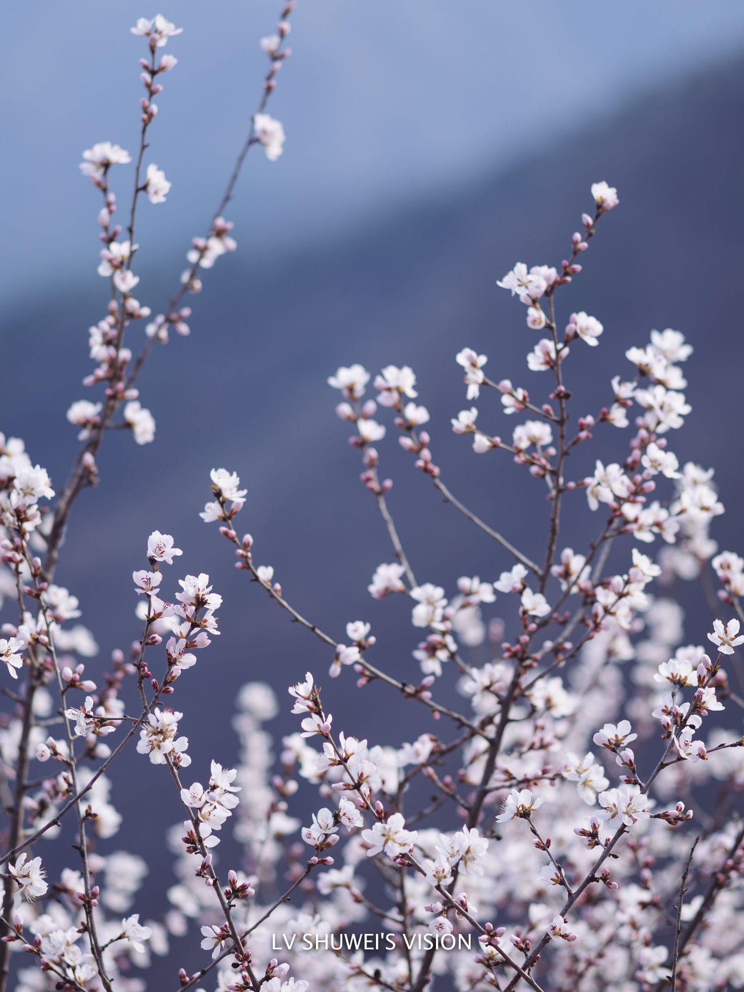 春光明媚|水长城美景如画|长城_新浪财经_新浪网